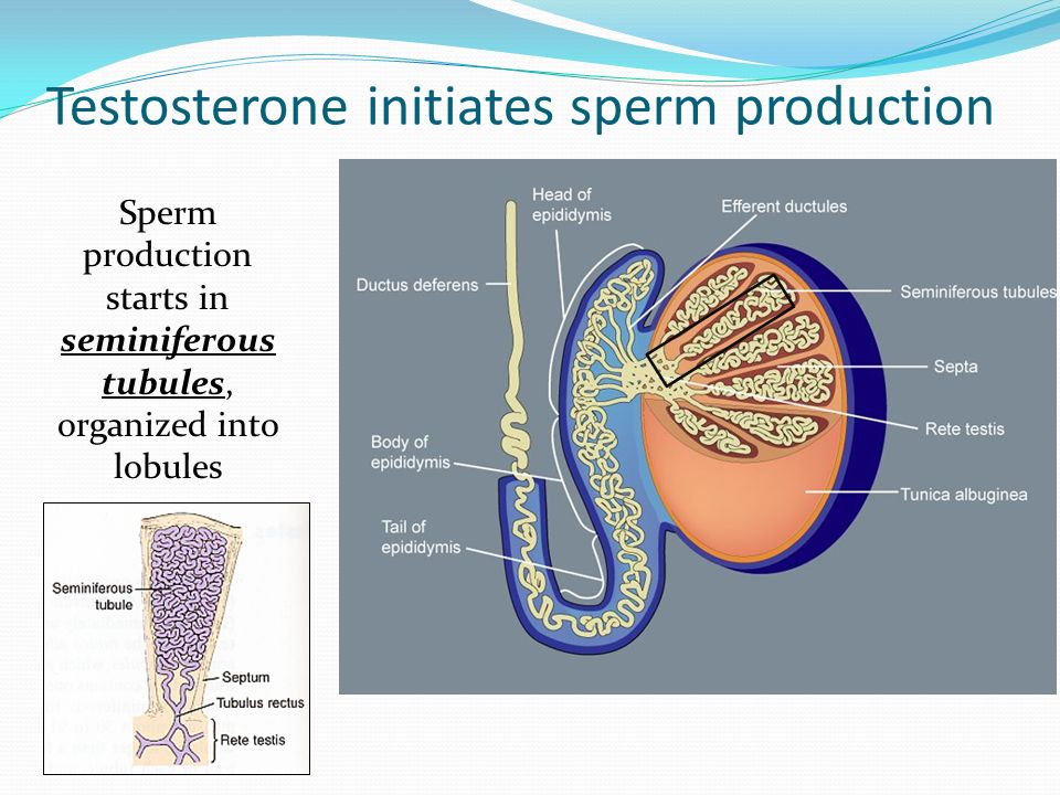Reduction in sperm production